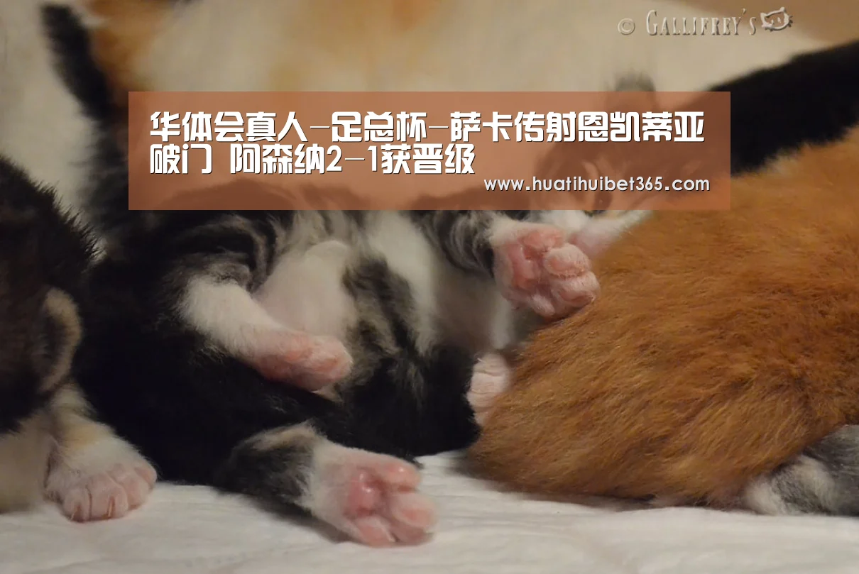 华体会电竞